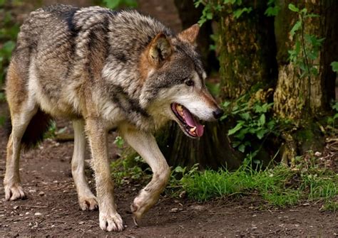 Animales Carnívoros: que son, ejemplos, tipos y toda la información.