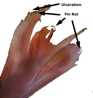 Complete Guide to Betta Fish Diseases and Treatment (with pictures ...