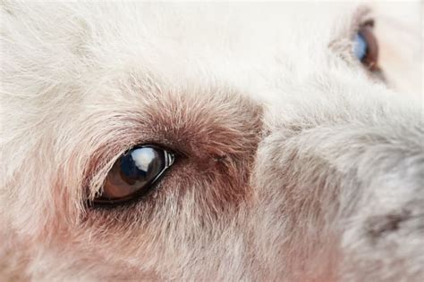 Why Are My Dog's Eyes Red? | Cordova Vets