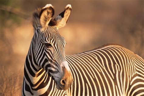 WATCH | Zebra shot and killed after biting owner's arm | News24