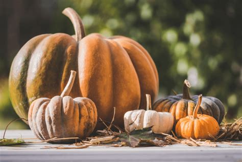 Growing Acorn Squash: How to Grow and Care for Acorn Squash