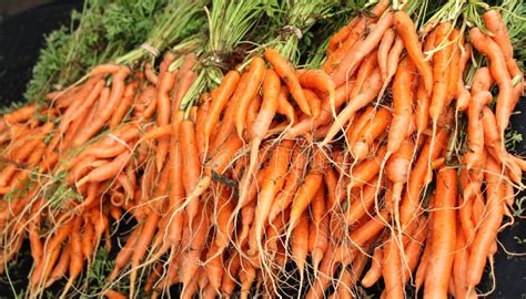 Farm Fresh Organic Carrots stock image. Image of orange - 57084877