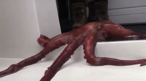 Badass Octopus ESCAPES From Aquarium | What's Trending Now - YouTube
