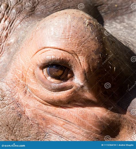 Hippo teeth stock photo. Image of life, animal, closeup - 111236418