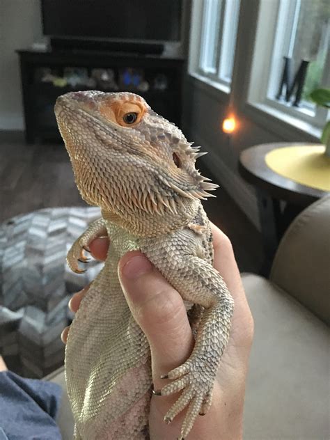 Is it normal / healthy for a bearded dragon to be held like this? : r/BeardedDragons