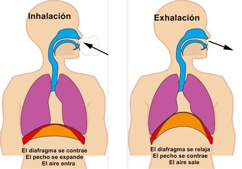 Un control adecuado de nuestra respiración aporta al organismo ...