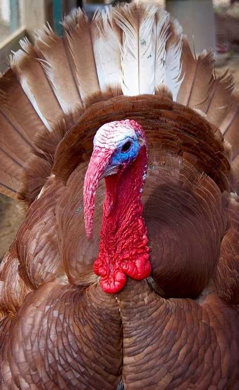 Gobble This: 8 Amazing Heritage Turkey Breeds - Page 2 of 3 - WebEcoist ...