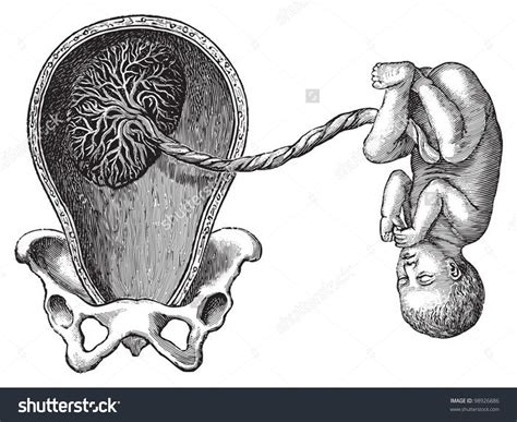 Placenta clipart 20 free Cliparts | Download images on Clipground 2024