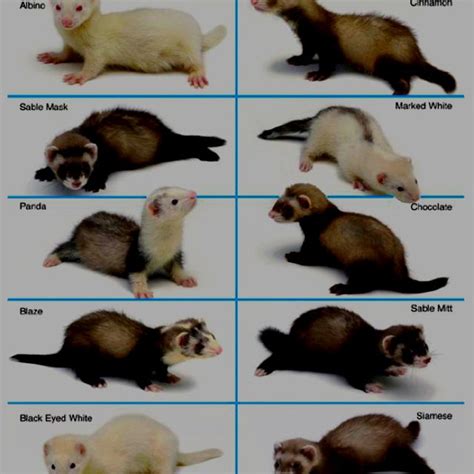 Colors of ferrets | Baby ferrets, Funny ferrets, Cute ferrets