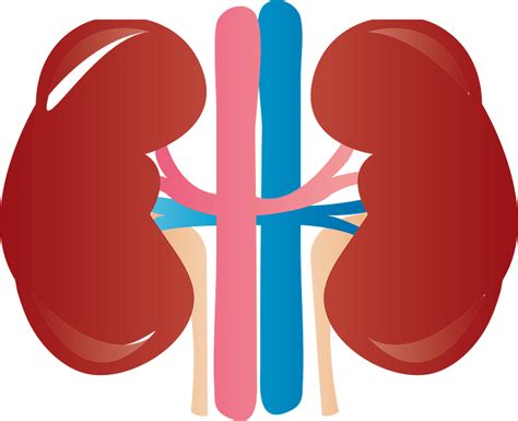Kidney Clipart Transparent Images - ClipartLib