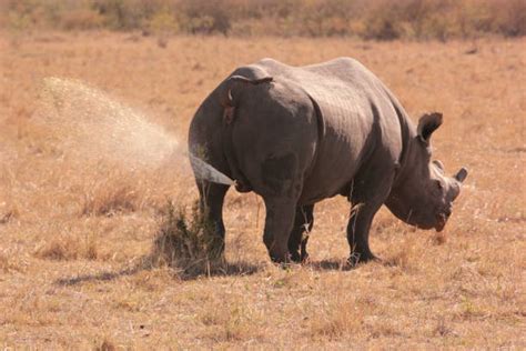 30+ Rhino Pee Stock Photos, Pictures & Royalty-Free Images - iStock