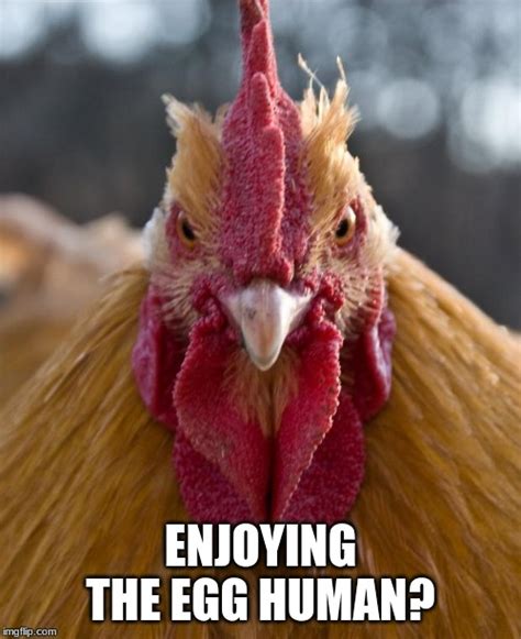 Angry Chicken Meme