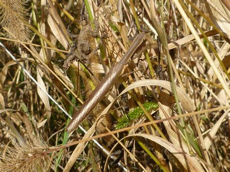 Brown Praying Mantis Camouflage | Renee | Flickr