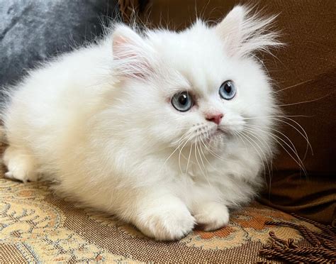 White Persian Kittens