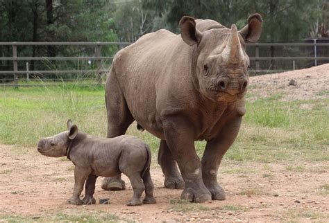 West African Black Rhino Baby