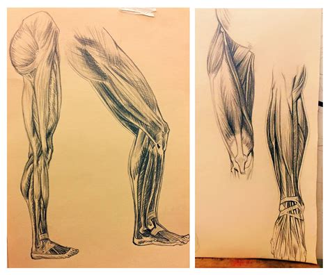 Human Leg Anatomy Drawing | Images and Photos finder