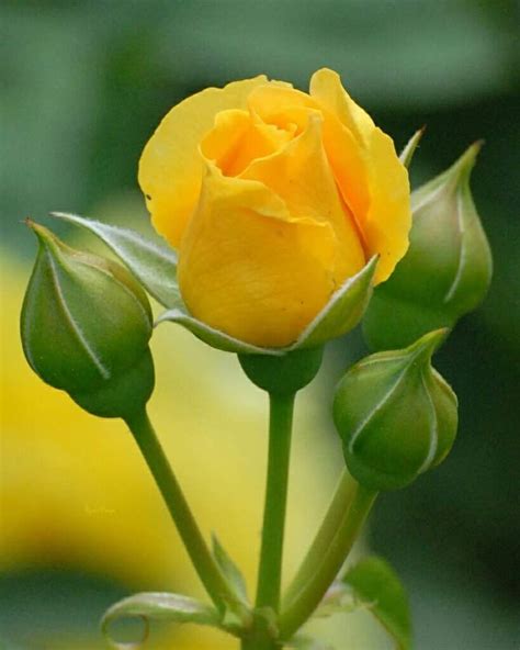 Beautiful Rose Flowers, Amazing Flowers, Beautiful Flowers, Blossom ...