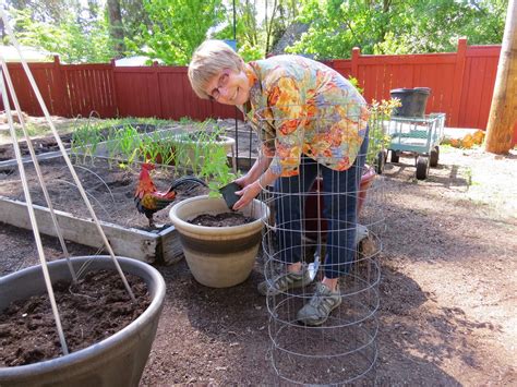 May 17 column: Tomatoes in containers - Susan's in the Garden