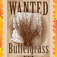 Buffelgrass identification guide | | gvnews.com