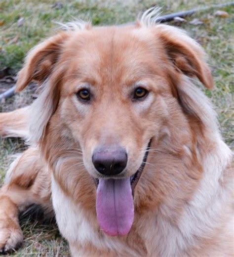 Golden Shepherd dog for Adoption in Issaquah, WA. ADN-754483 on ...