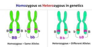 Difference between Homozygous and Heterozygous | LaboratoryInfo.com