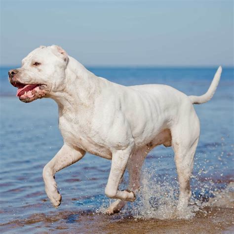 Dogo Argentino Size