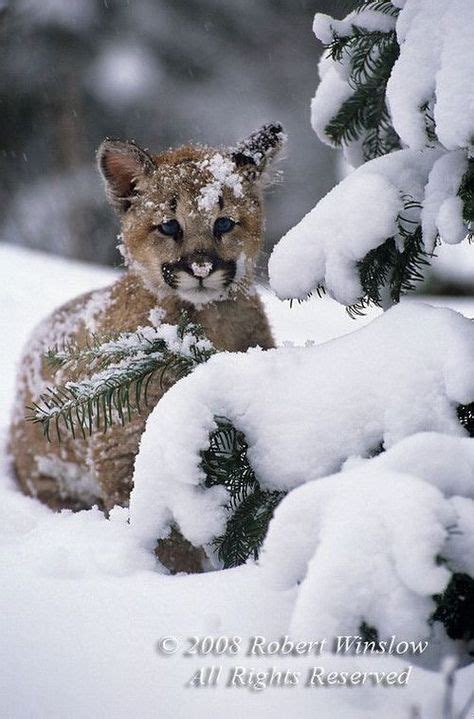 170 Cats & Kittens in the Snow ideas | cats, cats and kittens, kittens