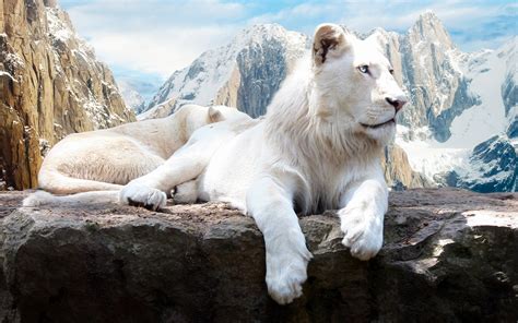 Snow Lion Wallpapers | HD Wallpapers | ID #13785