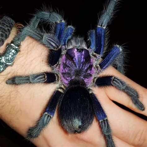 Phormictopus sp. dominican purple Tarantula - HappyForestStore for sale