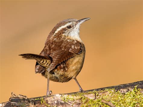 Carolina Wren | Audubon Field Guide