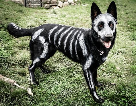 89 Terrifyingly Pawsome Halloween Costumes For Dogs | Bored Panda