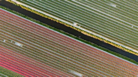 Flevoland Tulips: Visit The Best Tulip Fields in The Netherlands - Visiting The Dutch Countryside