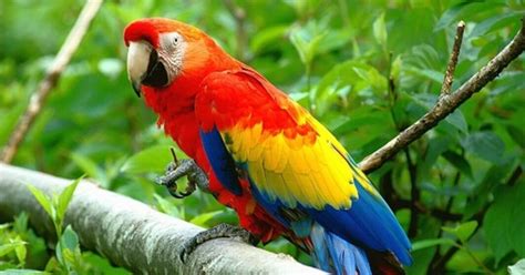 Euthanasia ... Madrid intends to execute 11 thousand parrots - Teller ...