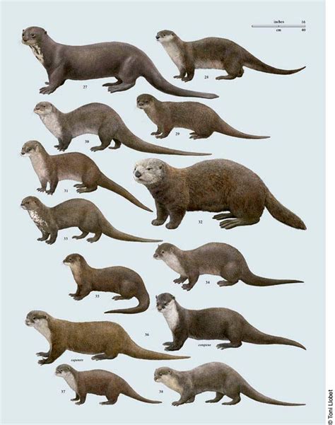 tonillobet_wildlifeart_otters4_plate | Mammals, Animals wild, Otters