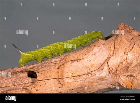 A close up of the caterpillar of a five spotted hawk moth, Manduca ...