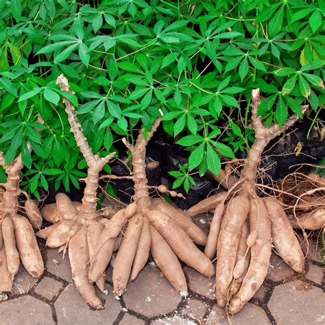 FACTS ABOUT INVESTMENT OPPORTUNITIES IN CASSAVA FARMING AND HOW ...