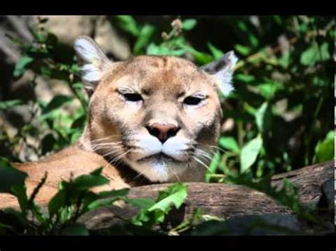 Cougar Facts - Facts About Cougars - YouTube