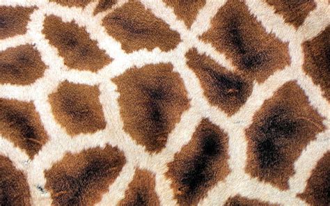 2K free download | Giraffe skin texture, animal skin texture, giraffe, brown background, brown ...