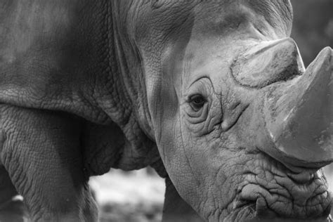 Rhino Eyes Stock Photos, Pictures & Royalty-Free Images - iStock