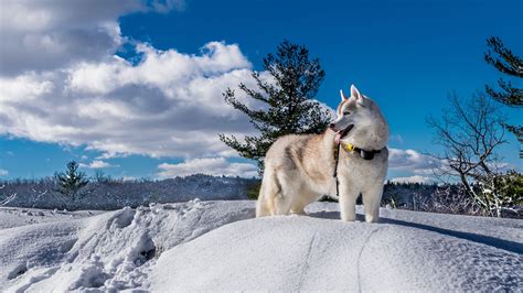 Picture Husky Alaskan Malamute Dogs Winter Snow Clouds 2560x1440