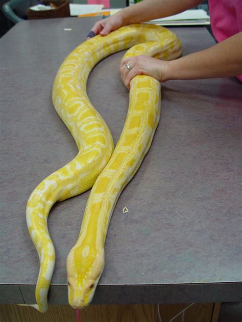 Burmese Python Care - CHICAGO EXOTICS ANIMAL HOSPITAL