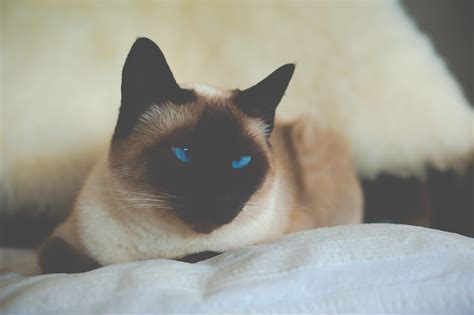 Siamese cat, Cat, Siamese, Blue-eyed HD wallpaper | Wallpaper Flare