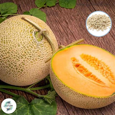 35 Yubari King Melon Seeds (Asia Fruit) – JSPSeeds