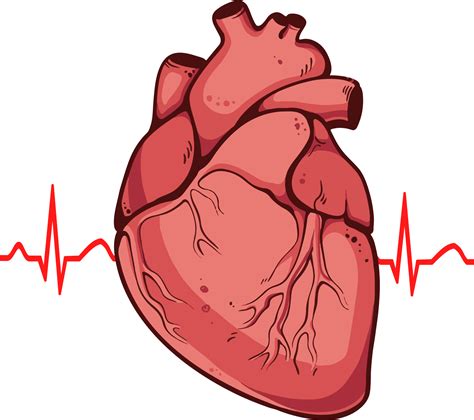 Human Heart High-Quality Png