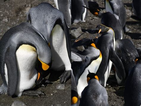 Fat penguins prone to wobbly waddle, so scientists put them on a treadmill to investigate | CBC ...