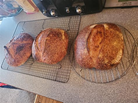 Can anyone tell me why my sourdough is coming out so small, dense, and sometimes flat? I've been ...