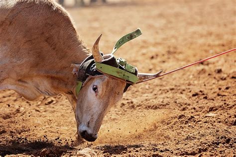 Calf Roping Photograph by Michele Jackson - Fine Art America