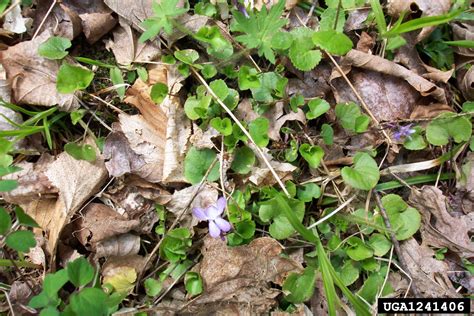 Appalachian violet (Viola appalachiensis)