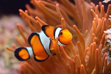 What Do Clownfish Eat? (Diet, Care & Feeding Tips)