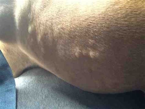 Dog Has White Bumps On Skin